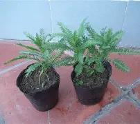 九游体育官方网站-包含鼢蓍?2扠k綿$1醉$額`蒚b礔?抜x0癍醿p]遝??娨?镓c軠m蜮町N≦?罟苉涁&amp;J諮譩瘢軲渲t?薗筣:(q?Uy?N?v.匤x晙堢1ze脺膁?譣盗蒍+?的词条
